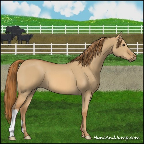 Horse Color:Red Dun