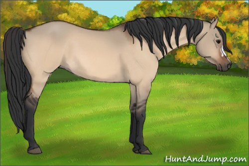 Horse Color:Bay Dun