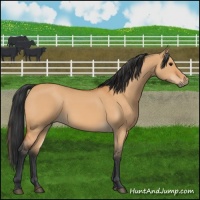 Horse Color:Bay Dun 