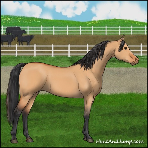 Horse Color:Bay Dun