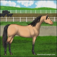 Horse Color:Bay Dun 