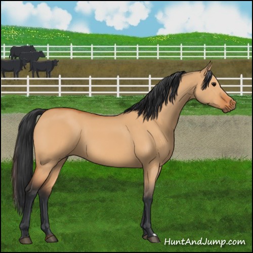 Horse Color:Bay Dun 