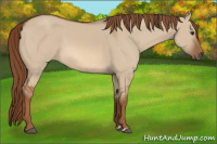 Horse Color:Red Dun 