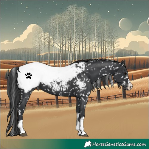 Horse Color:Black Appaloosa 