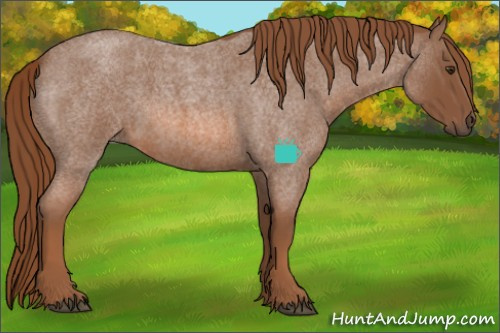 Horse Color:Red Roan Rabicano