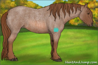 Horse Color:Red Roan Rabicano 