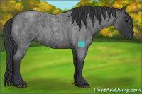 Horse Color:Blue Roan Rabicano 