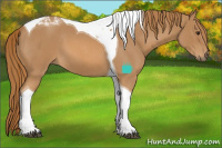 Horse Color:Red Roan Tobiano 