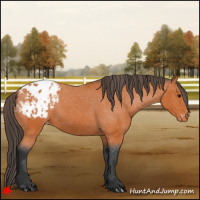 Horse Color:Bay Appaloosa 