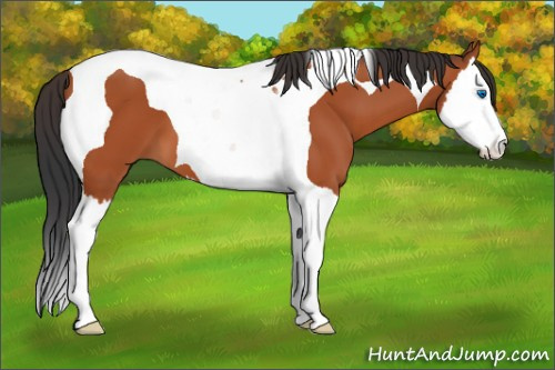 Horse Color:Bay Splash Tobiano 