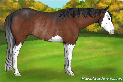 Horse Color:Bay Splash Rabicano 