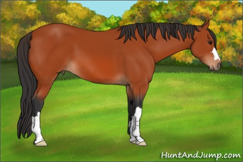Horse Color:Brown 