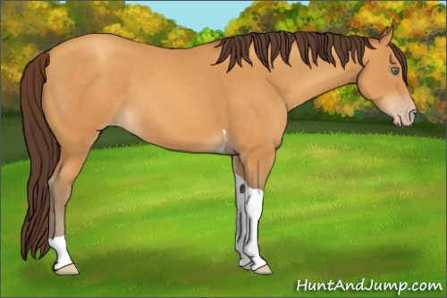 Horse Color:Sable Cream Champagne Tobiano 