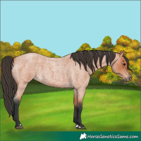 Horse Color:Bay Roan 