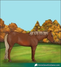 Horse Color:Chestnut 