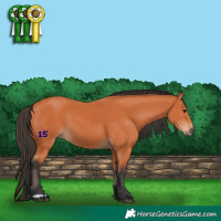 Horse Color:Bay 