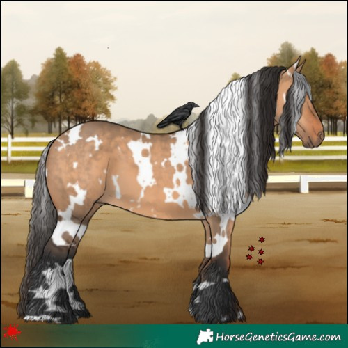 Horse Color:White Spotted Bay Dun