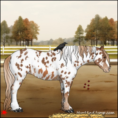 Horse Color:White Spotted Chestnut Appaloosa