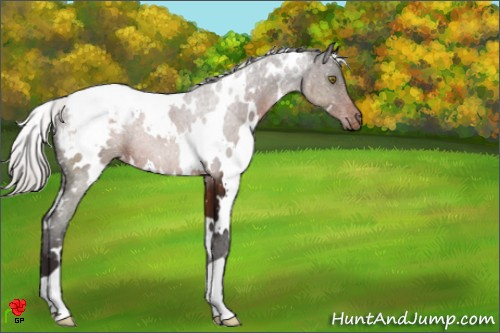 Horse Color:White Spotted Silver Brown Appaloosa 