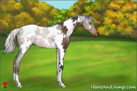 Horse Color:White Spotted Silver Brown Appaloosa 