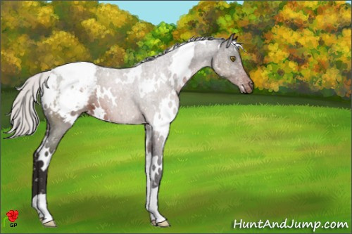 Horse Color:White Spotted Silver Brown Appaloosa 