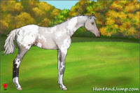 Horse Color:White Spotted Silver Brown Appaloosa