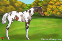 Horse Color:White Spotted Silver Brown Appaloosa