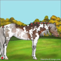 Horse Color:White Spotted Silver Brown Appaloosa 