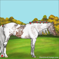 Horse Color:White Spotted Silver Brown Appaloosa 