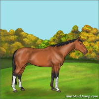 Horse Color:Bay 