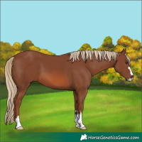 Horse Color:Chestnut 