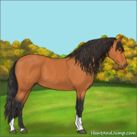 Horse Color:Bay Tobiano