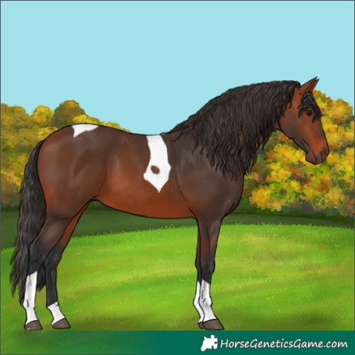 Horse Color:Bay Tobiano 