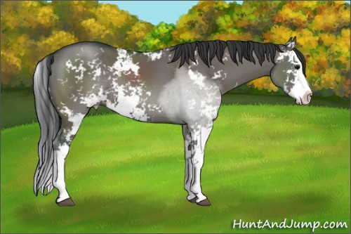 Horse Color:Grullo Sabino Splash Rabicano 