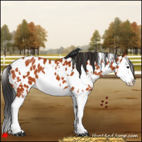Horse Color:White Spotted Bay Splash Appaloosa