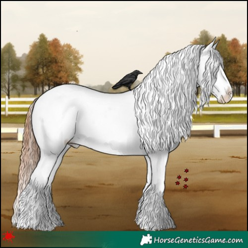 Horse Color:White Spotted Bay Dun Splash Near Leopard