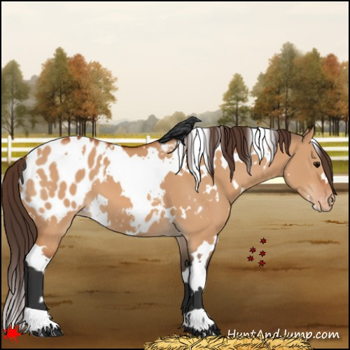 Horse Color:White Spotted Bay Dun Appaloosa 