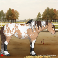 Horse Color:White Spotted Bay Dun Appaloosa