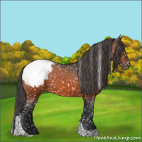 Horse Color:Bay Tobiano Appaloosa 