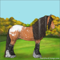 Horse Color:Bay Tobiano Appaloosa 