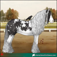 Horse Color:White Spotted Smoky Black Splash 