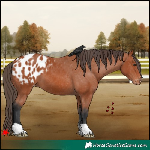 Horse Color:Bay Appaloosa 