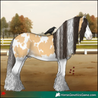 Horse Color:White Spotted Buckskin Dun Splash 