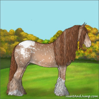 Horse Color:Chestnut Tobiano Appaloosa 