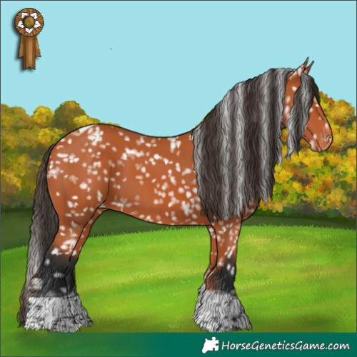 Horse Color:Bay Tobiano Appaloosa 