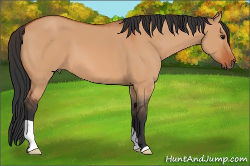 Horse Color:Bay Dun 