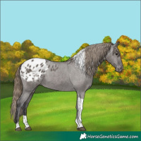 Horse Color:Smoky Grullo Tobiano Appaloosa 