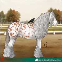 Horse Color:Bay Splash Appaloosa