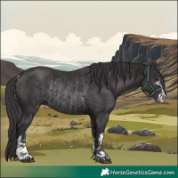 Horse Color:Smoky Black  and Smoky Black Rabicano 