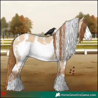 Horse Color:White Spotted Red Dun Frame 